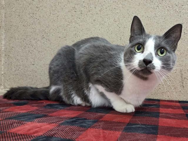 Grace, Domestic Short Hair
