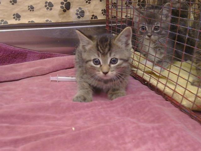 *Gretchen, Domestic Short Hair