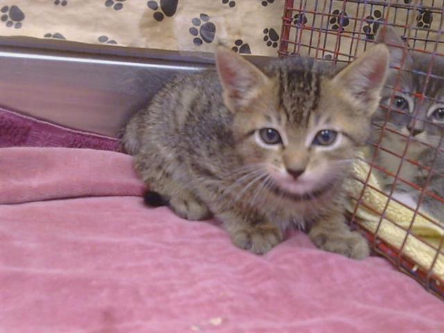 *Godfrey, Domestic Short Hair