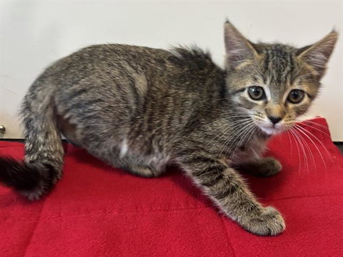 *GODFREY, a cat for adoption from Sacramento County Animal Care and Regulation