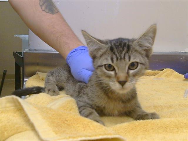 A929476, Domestic Short Hair