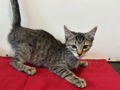 *FRANCIS, a cat for adoption from Sacramento County Animal Care and Regulation