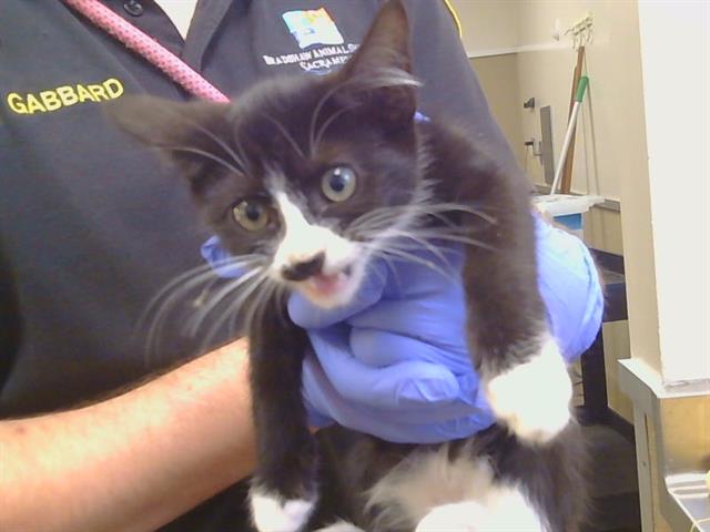 A929478, Domestic Short Hair