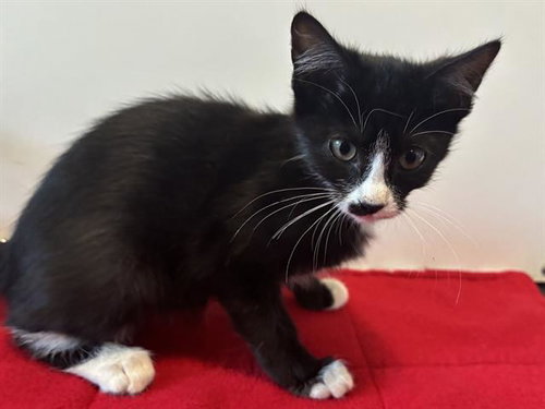 *PURRINA, a cat for adoption from Sacramento County Animal Care and Regulation