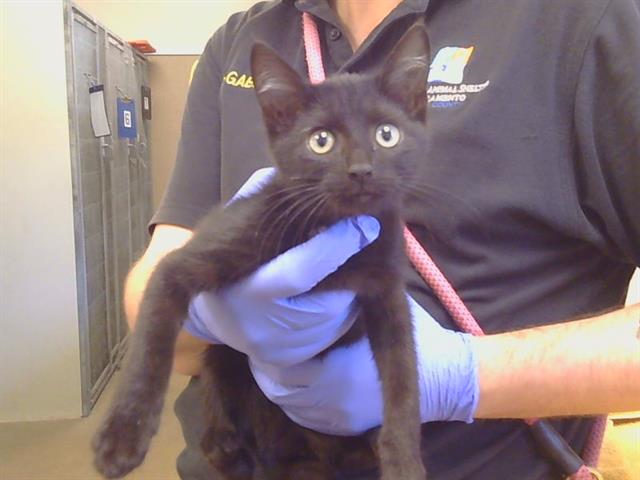 A929479, Domestic Short Hair