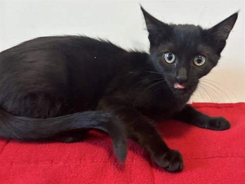*VERONICA, a cat for adoption from Sacramento County Animal Care and Regulation