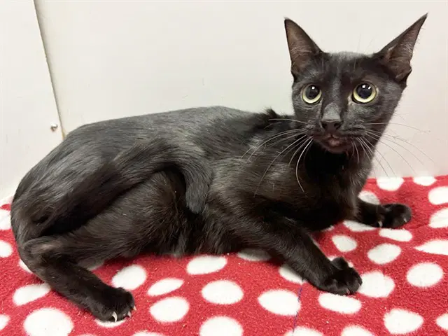Rhoni - Domestic Short Hair