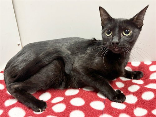*RHONI, a cat for adoption from Sacramento County Animal Care and Regulation