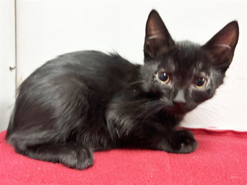 *BURNEY, a cat for adoption from Sacramento County Animal Care and Regulation