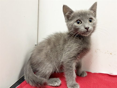 *CHAZ, a cat for adoption from Sacramento County Animal Care and Regulation