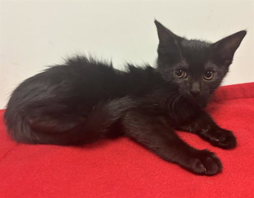 *GEORGIA, a cat for adoption from Sacramento County Animal Care and Regulation