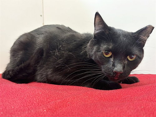 *DENZEL, a cat for adoption from Sacramento County Animal Care and Regulation