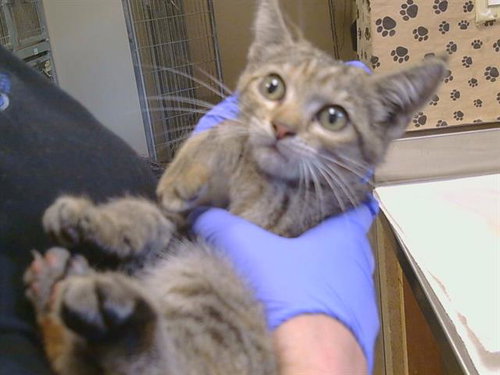 *JULITTE, a cat for adoption from Sacramento County Animal Care and Regulation