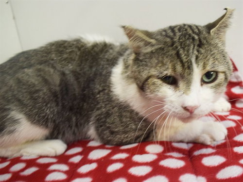 GARY WILSON JR, a cat for adoption from Sacramento County Animal Care and Regulation