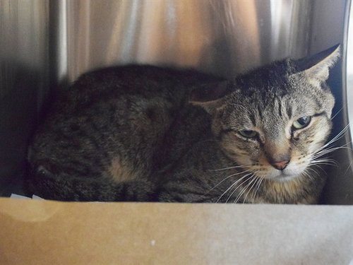 *STEELE (BARN CAT), a cat for adoption from Sacramento County Animal Care and Regulation