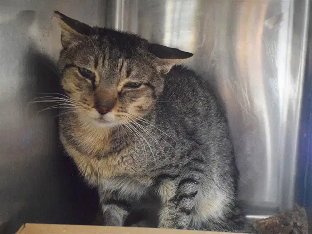 Steele Barn Cat - Domestic Short Hair