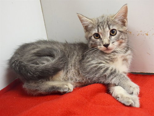 *TAKI, a cat for adoption from Sacramento County Animal Care and Regulation