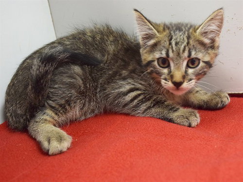 *TALEISHA, a cat for adoption from Sacramento County Animal Care and Regulation
