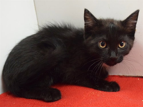 *OSKAR, a cat for adoption from Sacramento County Animal Care and Regulation