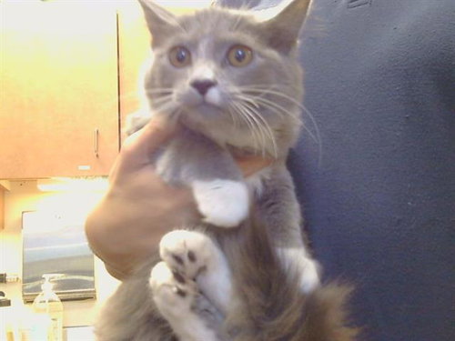 *CHANTILLY, a cat for adoption from Sacramento County Animal Care and Regulation