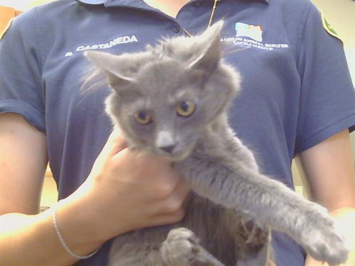 *CIARA, a cat for adoption from Sacramento County Animal Care and Regulation