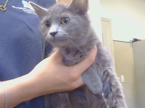 *CHANTELLE, a cat for adoption from Sacramento County Animal Care and Regulation