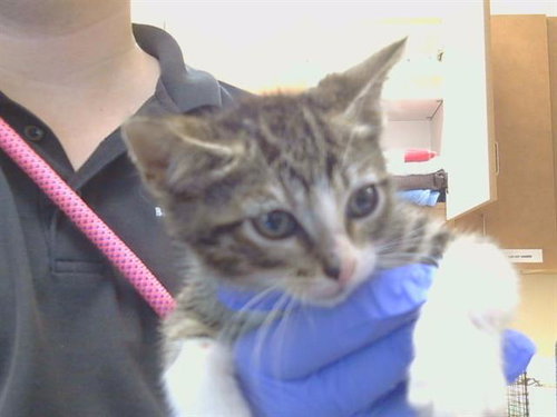 *GERALD, a cat for adoption from Sacramento County Animal Care and Regulation