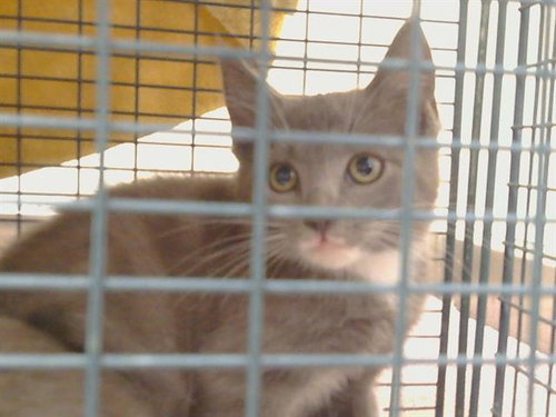 A929344, a cat for adoption from Sacramento County Animal Care and Regulation