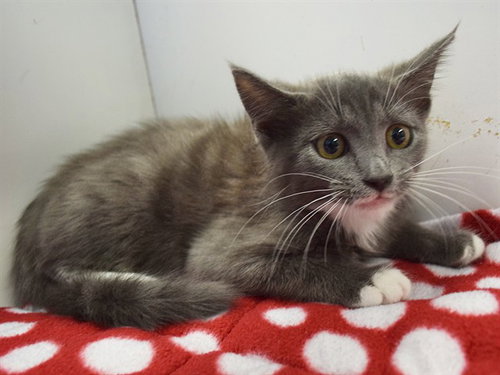 *FLORIDA, a cat for adoption from Sacramento County Animal Care and Regulation