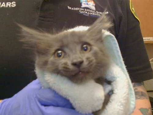 A929345, a cat for adoption from Sacramento County Animal Care and Regulation