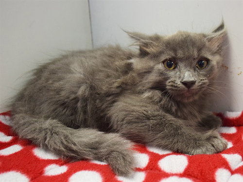 *AFONSO, a cat for adoption from Sacramento County Animal Care and Regulation