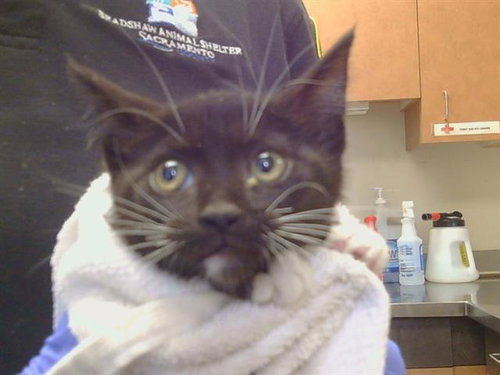 A929346, a cat for adoption from Sacramento County Animal Care and Regulation