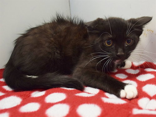 *RUE, a cat for adoption from Sacramento County Animal Care and Regulation