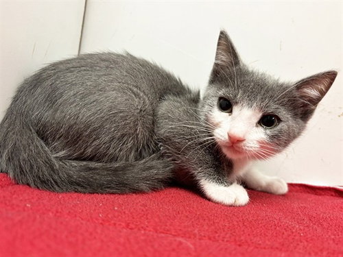 *MAKAYLA, a cat for adoption from Sacramento County Animal Care and Regulation
