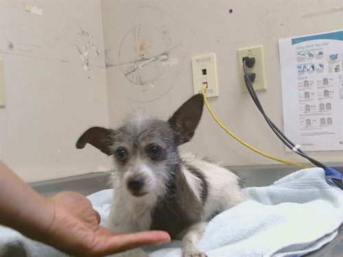 *ROSE, a dog for adoption from Sacramento County Animal Care and Regulation
