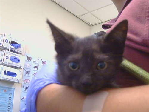 *ARABELLA, a cat for adoption from Sacramento County Animal Care and Regulation
