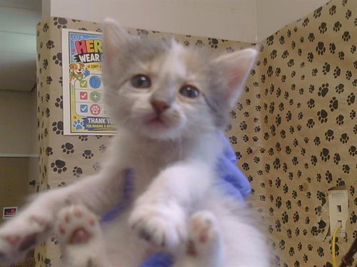 *KITANA, a cat for adoption from Sacramento County Animal Care and Regulation