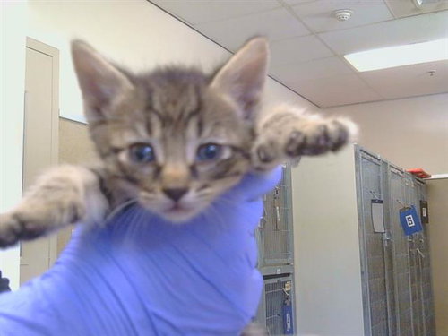 *KIPPER, a cat for adoption from Sacramento County Animal Care and Regulation