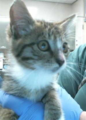 A927883, a cat for adoption from Sacramento County Animal Care and Regulation