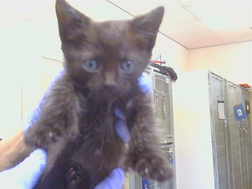 *KURU, a cat for adoption from Sacramento County Animal Care and Regulation