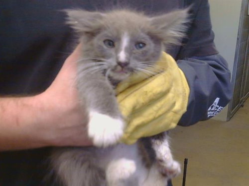 *CHESTER, a cat for adoption from Sacramento County Animal Care and Regulation