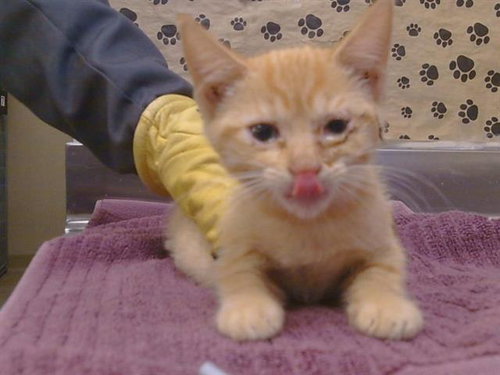 *TANGERINE, a cat for adoption from Sacramento County Animal Care and Regulation