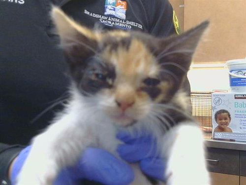 *SHOSHANNA, a cat for adoption from Sacramento County Animal Care and Regulation