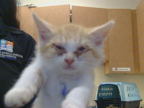 *JULISSA, a cat for adoption from Sacramento County Animal Care and Regulation