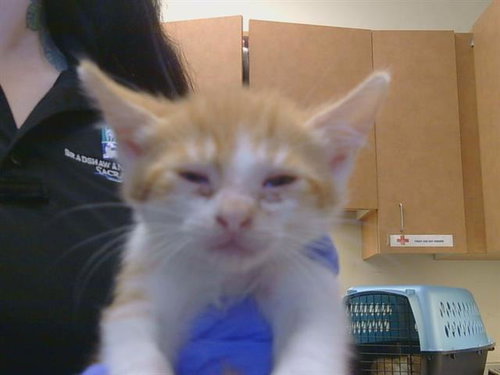 *JULIUS, a cat for adoption from Sacramento County Animal Care and Regulation