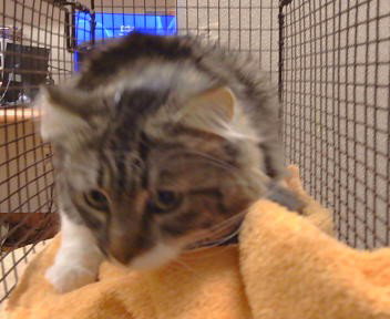 *RAINA, a cat for adoption from Sacramento County Animal Care and Regulation
