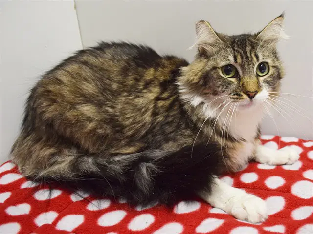 Raina - Domestic Long Hair