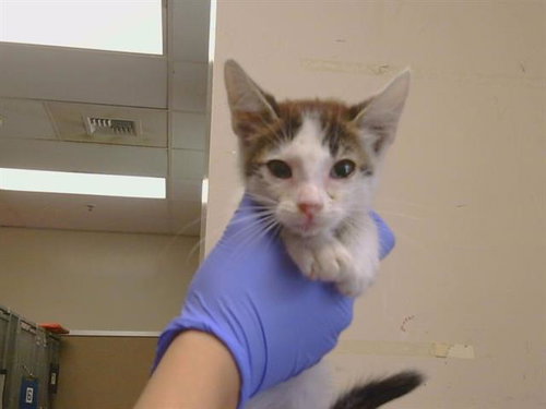 *GALILEO, a cat for adoption from Sacramento County Animal Care and Regulation