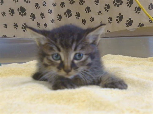 CHARLIE, a cat for adoption from Sacramento County Animal Care and Regulation