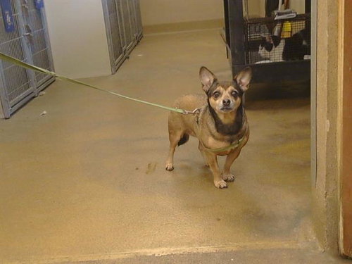 *KIM, a dog for adoption from Sacramento County Animal Care and Regulation